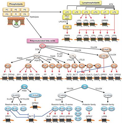 Frontiers | Regulatory Roles Of Phospholipase A2 Enzymes And Bioactive ...